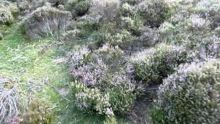 Wet Withens stone circle [part I]