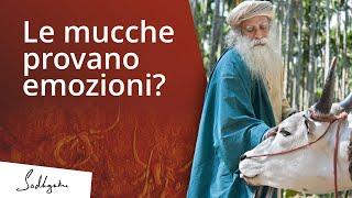 Le mucche provano emozioni? | Sadhguru Italiano