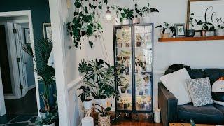 Ikea Cabinet Plant Tour. My Milsbo Ikea Cabinet Set Up. Plant Walk-through. Urban Jungle