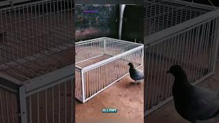 Birds Line Up for This Trap 
