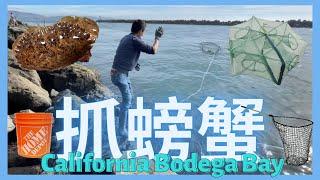 赶海抓螃蟹【美国日常】石头蟹Red Rock Crab，湾区Bodega Bay