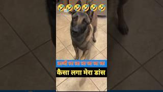 #shorts funny Dancing Dog Venga Voice Music