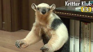 How To Raise An Anteater At Home? LIKE THIS! I Kritter Klub