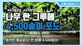 (ENG SUB) 도덕현 대표의 4,500송이 유기농 포도, 포도나무 키우기의 달인