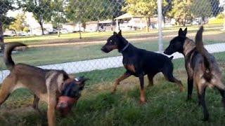 Doberman vs Belgian Malinois Dogfight E-Collar Correction At Dog park