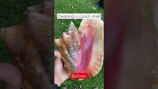 Cleaning a Conch Shell  