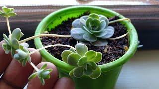 Rare Succulent Part 1: The Chinese Dunce Cap plant care