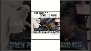 서열 2위 고양이가 맘먹고 대들면... angry cat sounds