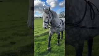 A long reining session over the weekend  #equestrian #percheron #horse #equine #heavyhorse