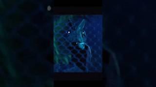 Jurassic Park - Found Footage: Dilophosaurus Incident (Analog Horror)