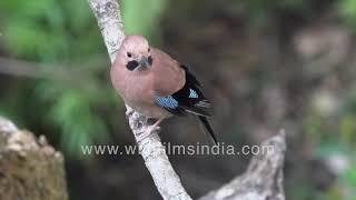 Cute Eurasian jay (Garrulus glandarius) has blue wing streaks, collects roots for nest