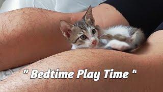 " Tiny Kitten Big Bed Adventure "