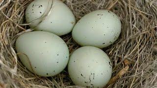 Baby House Finch - Eggs to Leaving the Nest