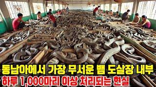 동남아에서 가장 무서운 뱀 도살장 내부: 하루 1,000마리 이상 처리되는 현실