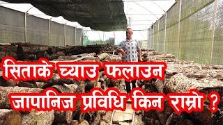 यसरी गर्न सकिन्छ सिताके च्याउको खेति || Shiitake Mushroom Farming in Nepal ||