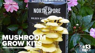 Maine company offers mushroom grow kits