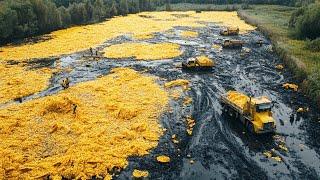 They Dumped Thousand Tons of Banana Peels in the Dying Forest. Years Later the Result Was Shocking