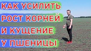 Первая листовая подкормка пшеницы. Фаза 2-ух листьев.