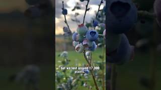 SWEET REBOUND | LaBelle's Blueberry Bunch Farm celebrates a resilient return after Hurricane Ian