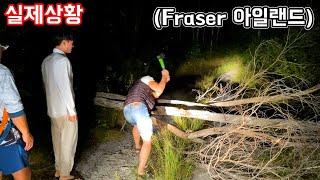 워홀 1달 차... 조난당했습니다 (프레이저아일랜드)Fraser Island(호주12)