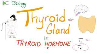 The Thyroid Gland and the Thyroid Hormone (T3 & T4) - Endocrine System