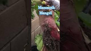 How To Grow Mammoth Mangel Beets & Ruby Queen Beets In Containers | Health Benefits #gardening