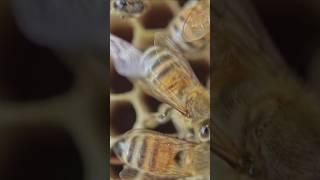 The Secret Life of Bees: Nature’s Hardest Workers "