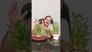Lucky Bamboo Care: Unlock the Secrets to a Thriving Plant!