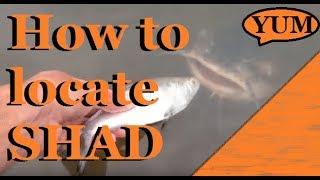 How to locate shad ; Where do they usually hangout