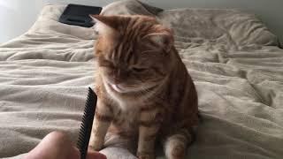 Cat reaction to comb sound