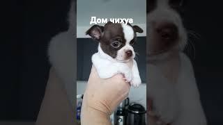 Дом чихуа