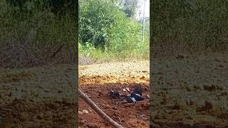 Poin Rangkap Burung Kacer Borneo