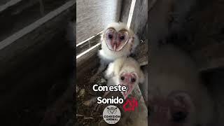 Crias de lechuza. #shorts #viral #animales #video #videoshort #youtubeshorts #aves