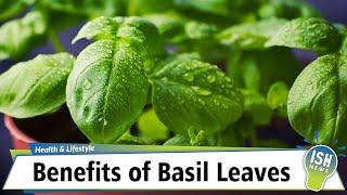 Benefits of Basil Leaves