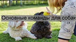 Основные команды для собак