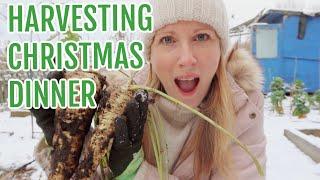 HARVESTING CHRISTMAS DINNER / WINTER ALLOTMENT GARDENING