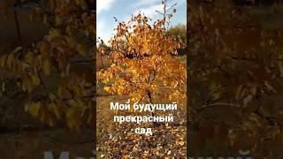 купили участок с домом в поселке, обзор владений. Мечты о прекрасном саде