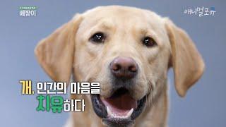 마음의 상처를 치유해주는 치료 도우미견을 아세요?, KBS 191015 방송