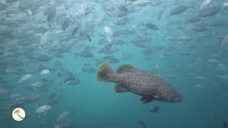 Sipadan Kapalai Dive Resort - UNDERWATER EDITION (dropoff jetty dive)