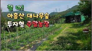 24-10/ 2차선 도로와 접하게 되는 투자형 주말농장입니다. 아홉산 대나무숲과 연꽃공원도 가까운곳에 있는 멋진 주말농장입니다.