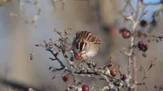 Nikon z9 autofocus testing, slow motion testing, 4k/120 small birds