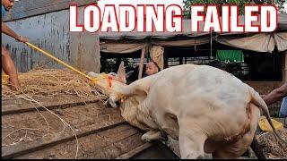 First Loading from Bismillah Dairy Farm | Stock Update | Kolkata Cow 2025