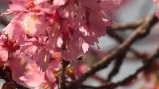 Cherry Blossoms: April 3 in Falls Church