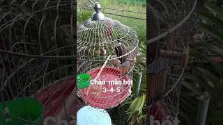 Chào  mào hót 3-4-5#shorts
