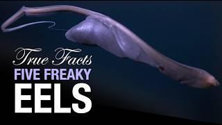 True Facts: Five Freaky Eels