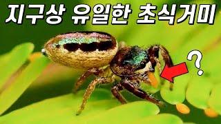 이 거미는 어쩌다 채식을 하게 됐을까?