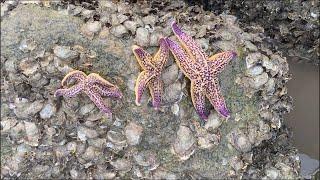 Lots of Starfish on the Beach