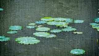 Rainy Day ASMR: The Soft Sound of Rain on Lotus Leaves Over the Pond