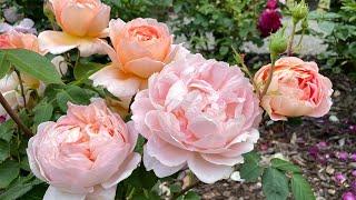 Top 10 David Austin Roses For 2023!  My Top Pick!