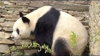 Giant Panda Yuan Yuan Set for 4-year Research Project in Austria